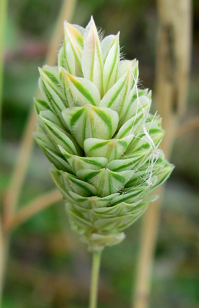 Изображение особи Phalaris canariensis.