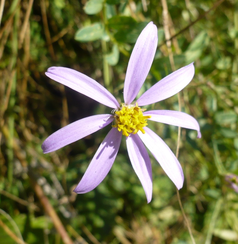 Image of Galatella angustissima specimen.