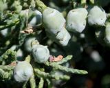 Juniperus virginiana