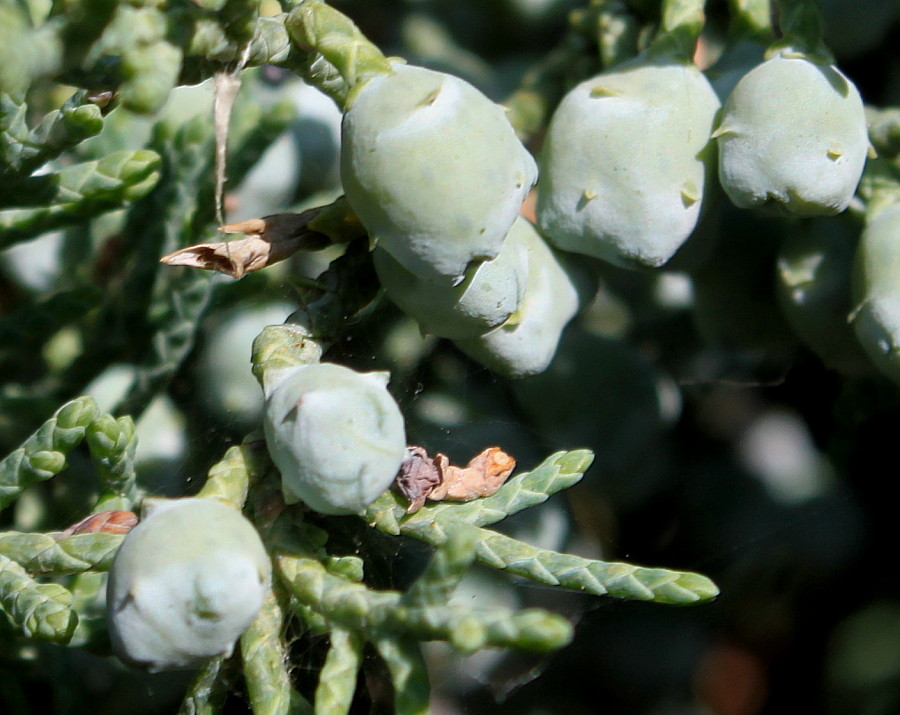 Image of Juniperus virginiana specimen.