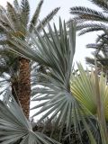 Bismarckia nobilis