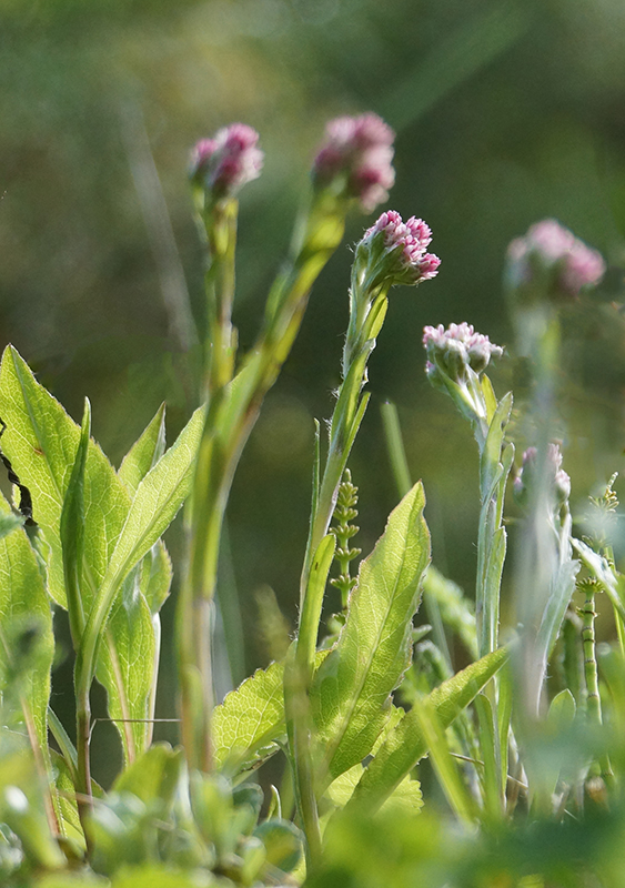 Image of Antennaria dioica specimen.