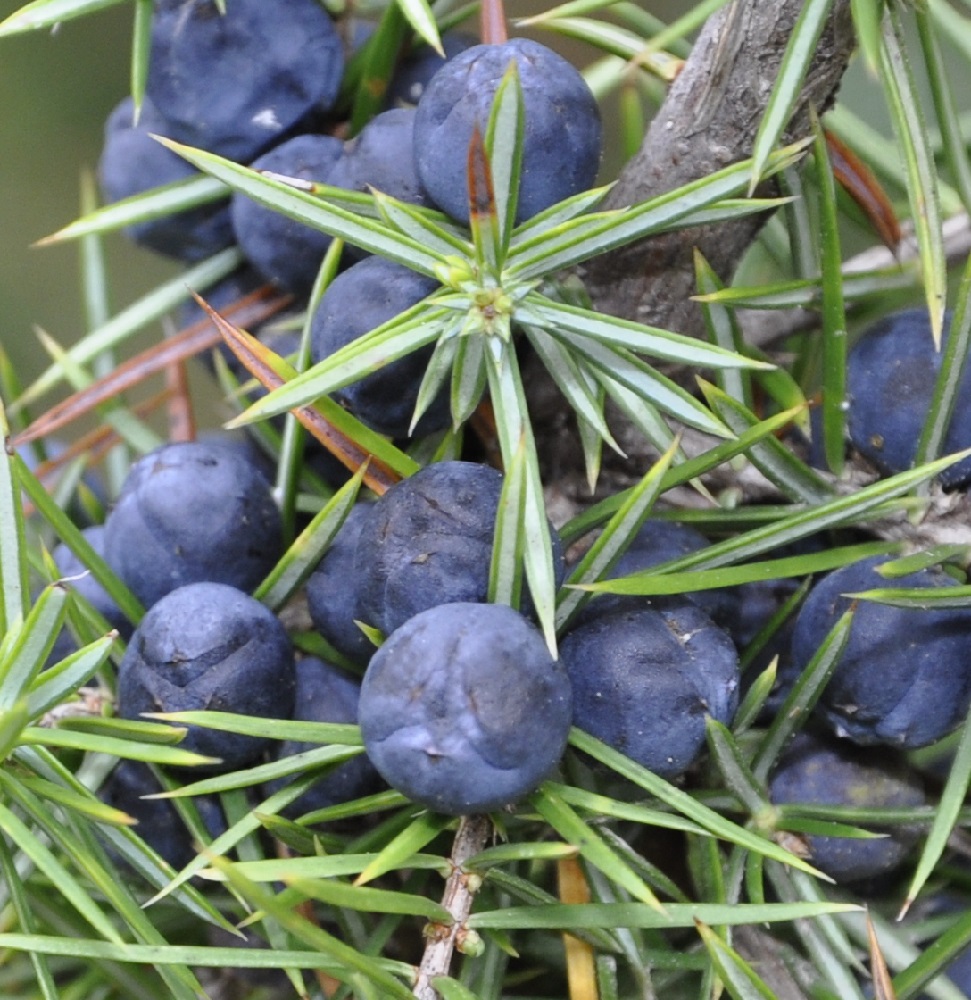 Изображение особи Juniperus communis.