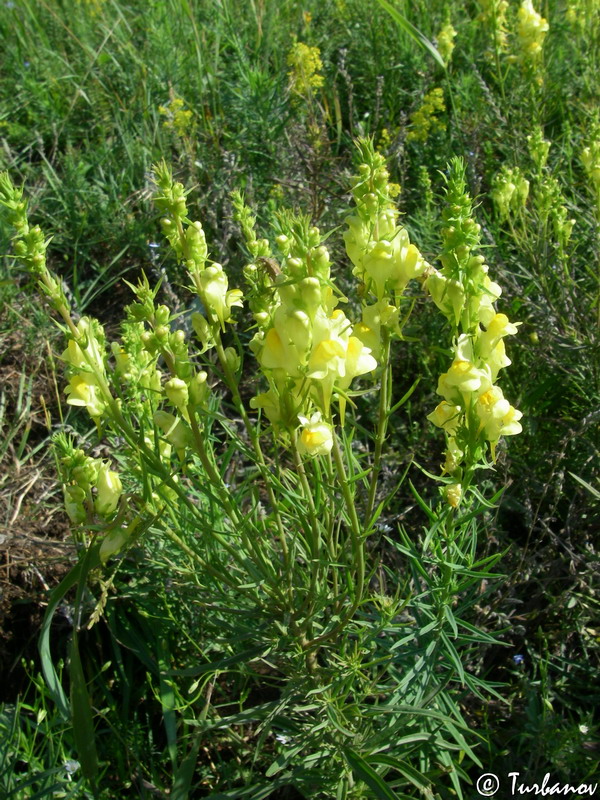 Image of Linaria vulgaris specimen.