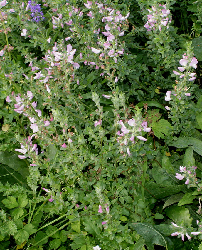 Изображение особи Ononis arvensis ssp. spinescens.