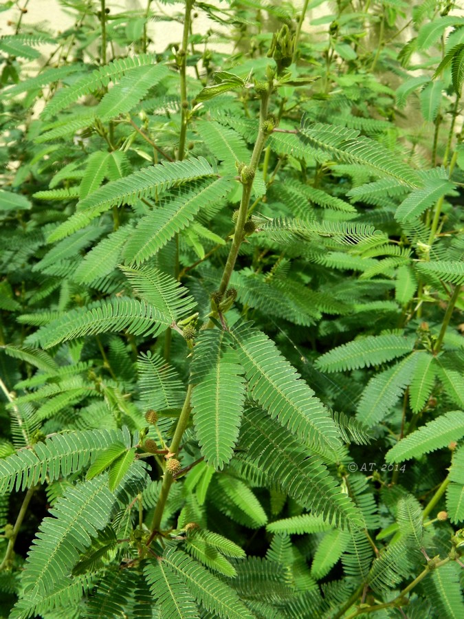 Image of Mimosa polycarpa var. spegazzinii specimen.