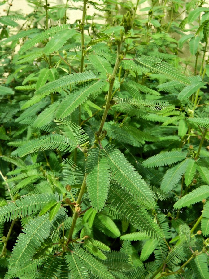 Изображение особи Mimosa polycarpa var. spegazzinii.