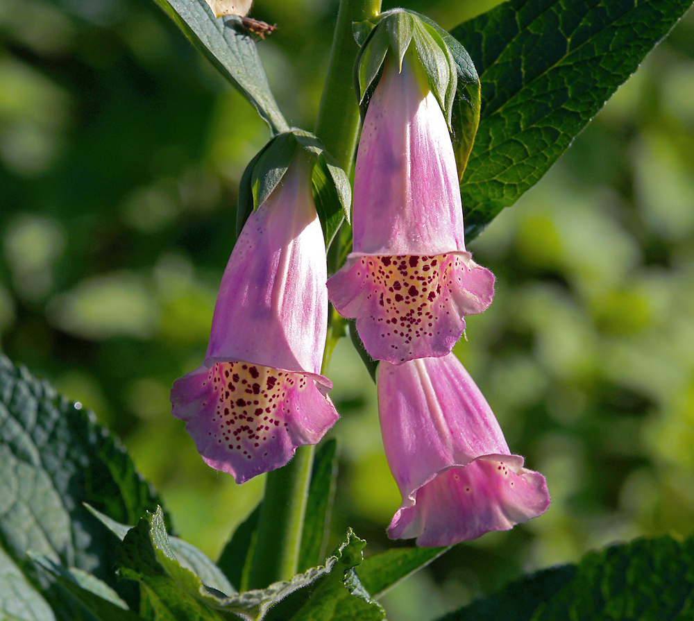 Изображение особи Digitalis purpurea.