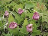 Cypripedium macranthos