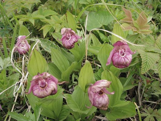 Image of Cypripedium macranthos specimen.