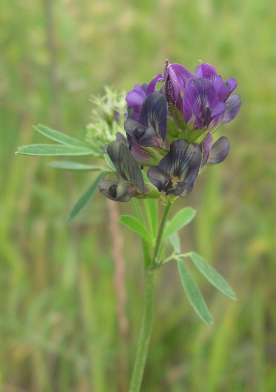 Image of Medicago × varia specimen.
