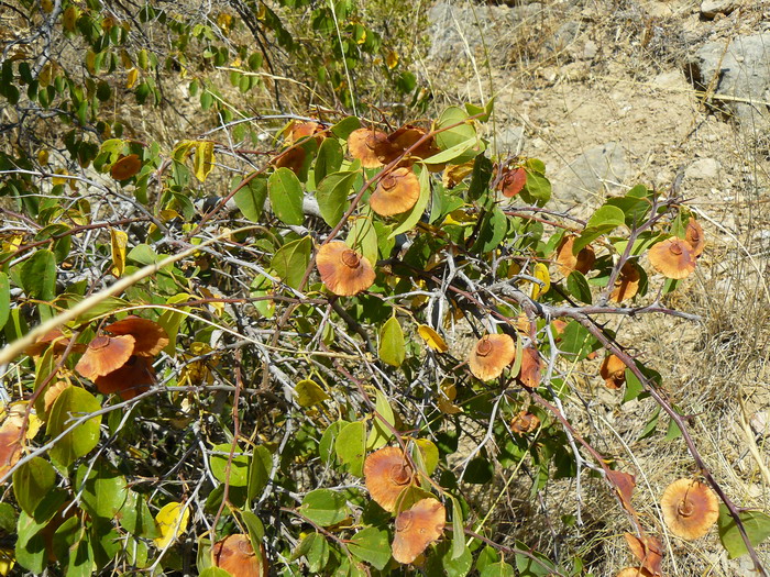 Image of Paliurus spina-christi specimen.