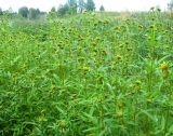 Bidens radiata