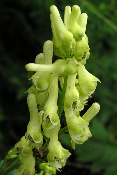 Image of Aconitum kirinense specimen.