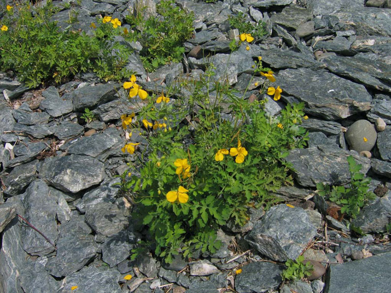 Image of Chelidonium majus specimen.