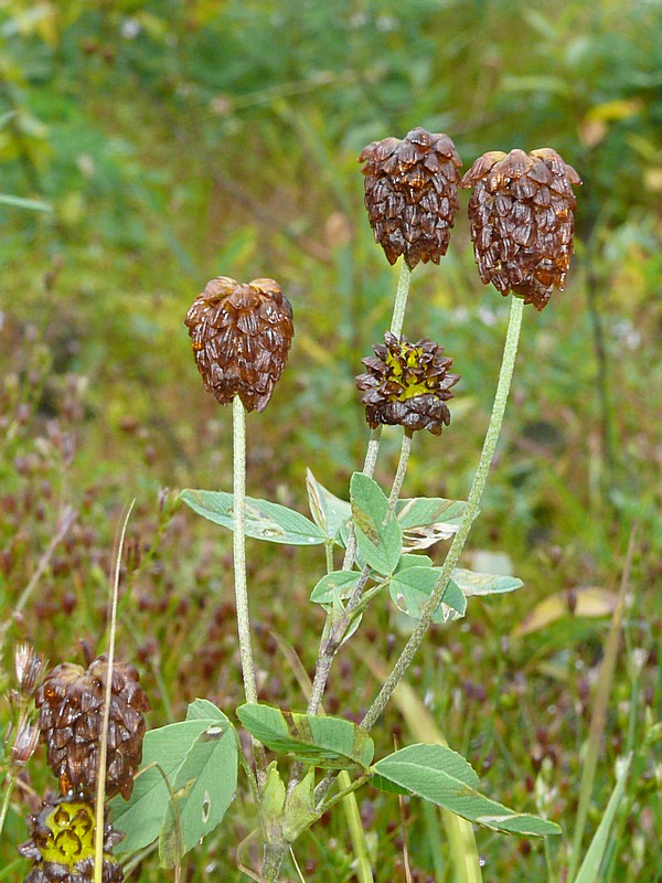 Image of Trifolium spadiceum specimen.