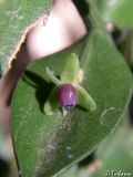 Ruscus aculeatus
