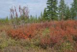 Betula fruticosa