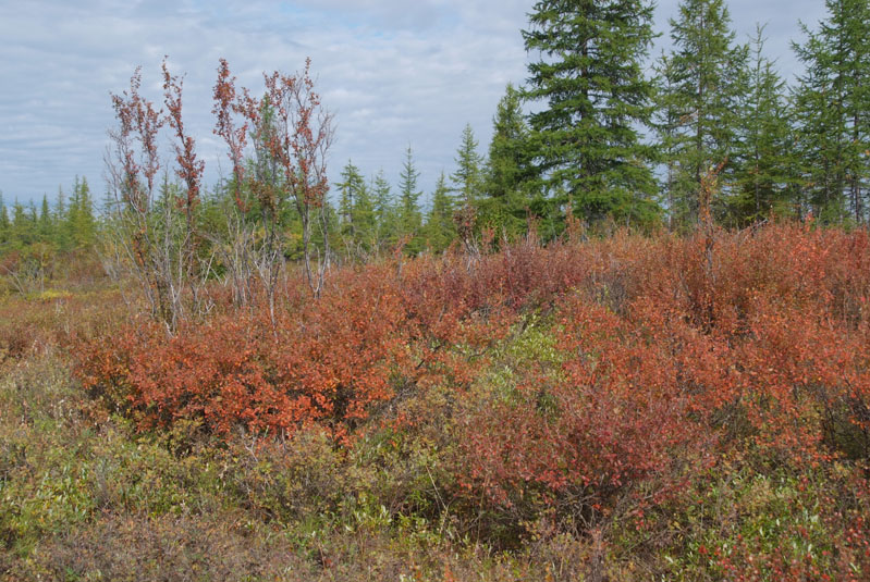 Изображение особи Betula fruticosa.