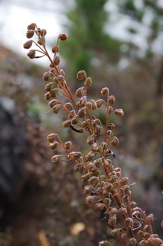 Image of Artemisia gmelinii specimen.