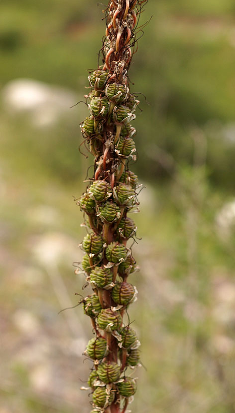Image of Eremurus cristatus specimen.