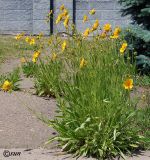 Coreopsis grandiflora