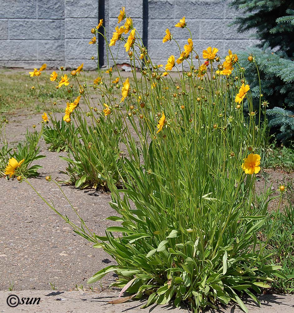 Image of Coreopsis grandiflora specimen.