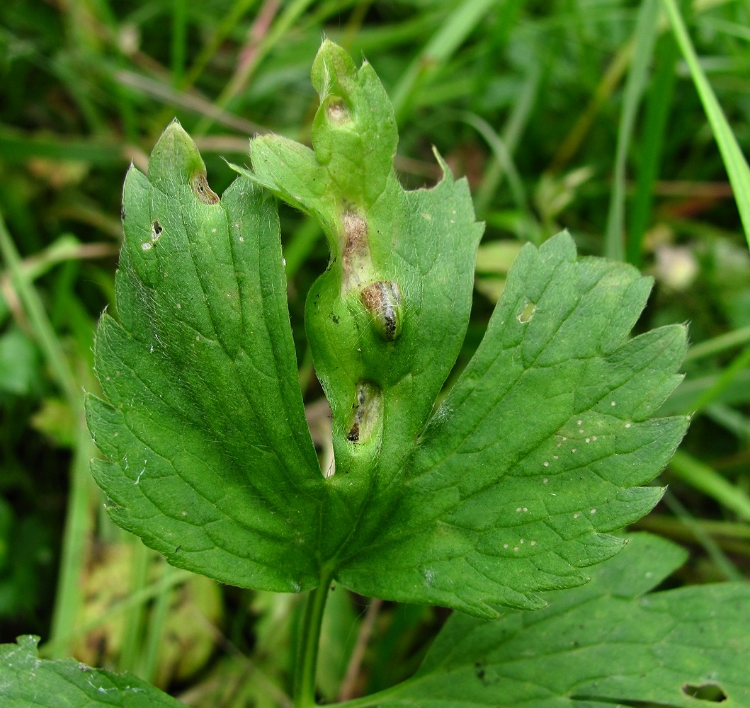 Image of Ranunculus repens specimen.