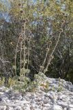 genus Marrubium