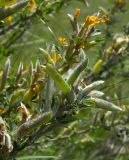 Chamaecytisus ruthenicus