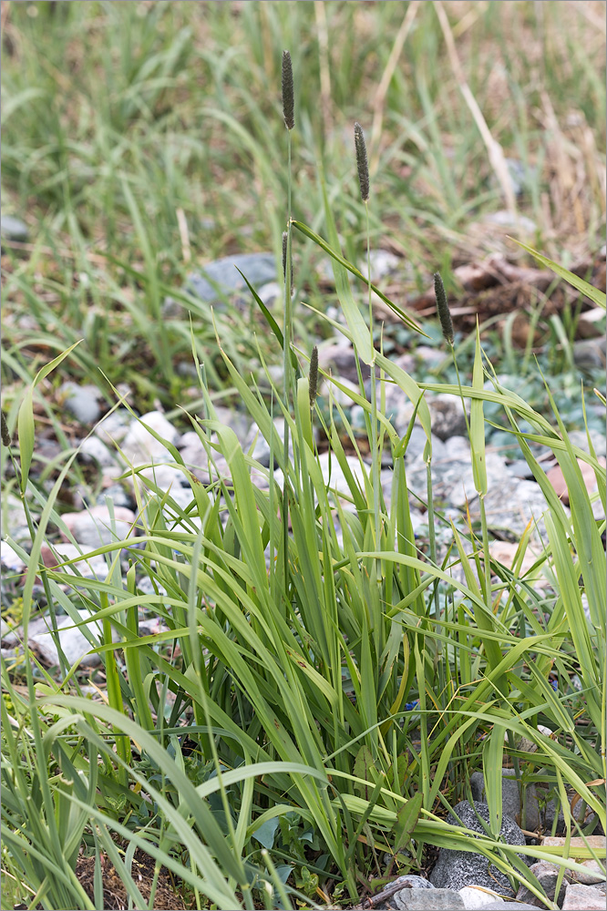 Image of Alopecurus arundinaceus specimen.