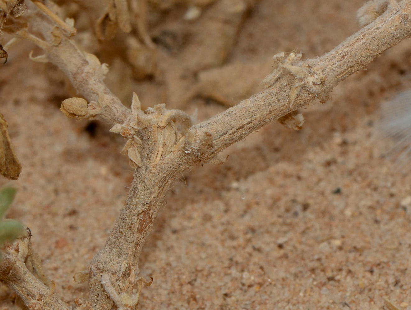 Image of Tribulus macropterus specimen.