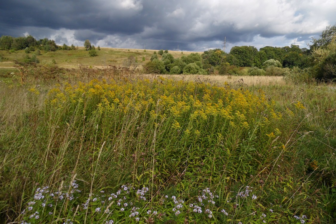 Image of Solidago gigantea specimen.