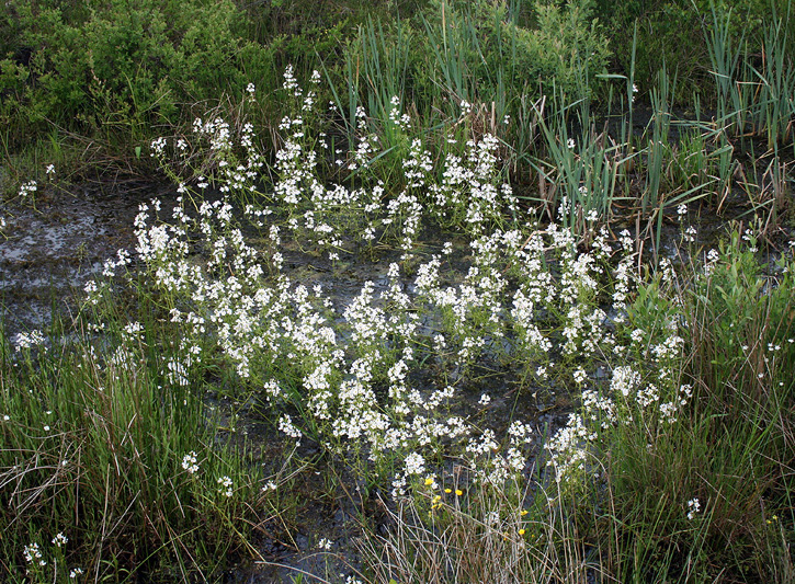 Изображение особи Hottonia palustris.