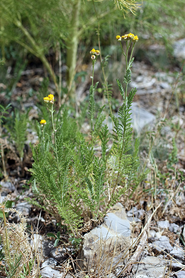 Изображение особи Tanacetum turlanicum.