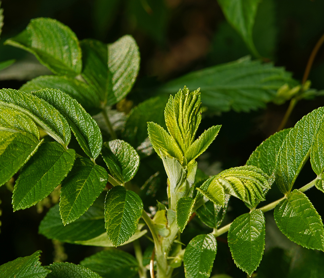 Изображение особи Rosa rugosa.