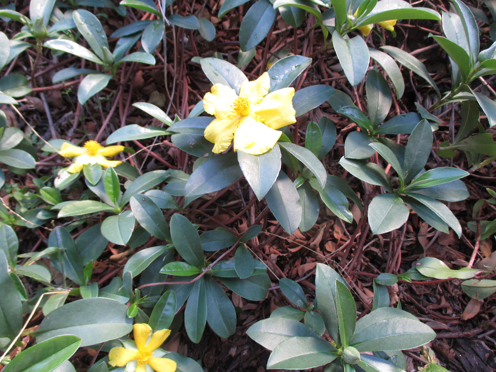 Image of Hibbertia scandens specimen.