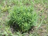 Lithospermum officinale. Молодые побеги. Иркутская обл., Иркутский р-н, окр устья р. Иркут. 24.05.2014.