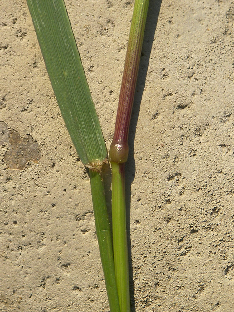 Image of Lolium rigidum specimen.