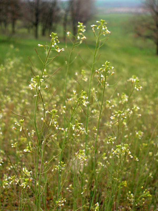 Изображение особи Arabidopsis thaliana.