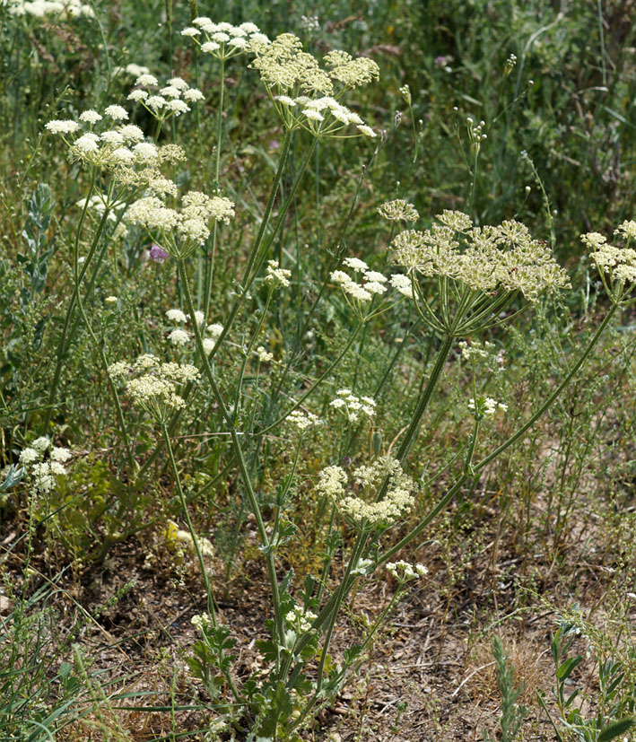 Image of Zosima korovinii specimen.