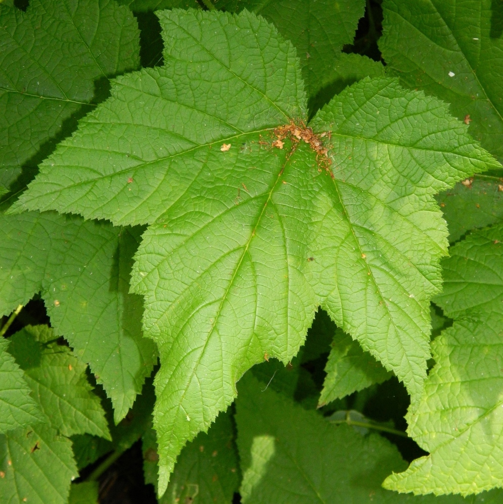 Image of Rubus parviflorus specimen.