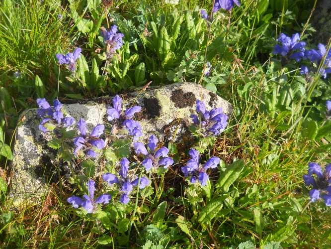 Image of Dracocephalum grandiflorum specimen.