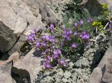 Astragalus subuliformis