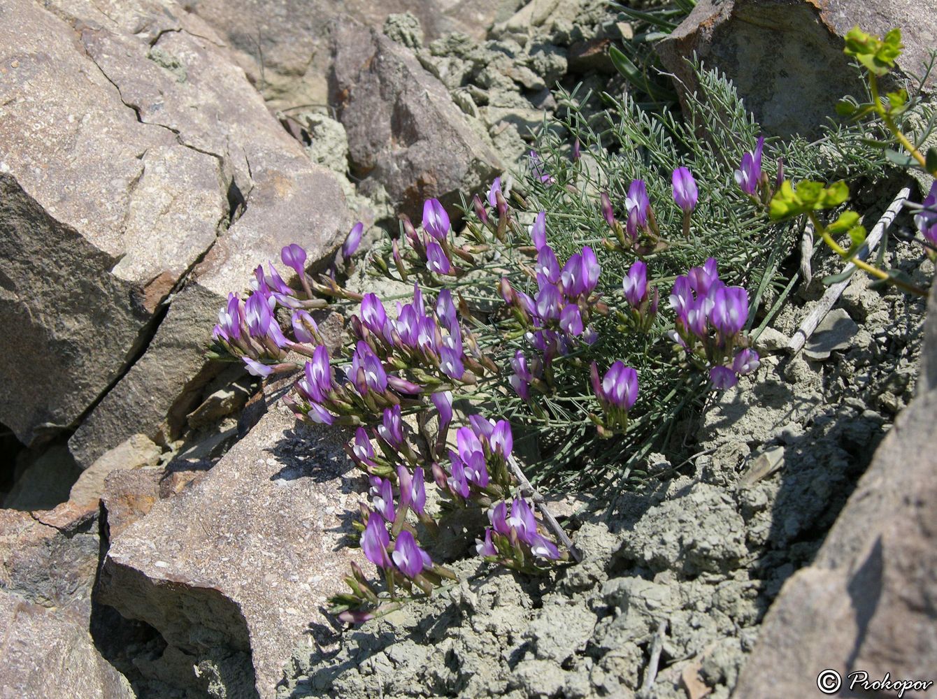 Изображение особи Astragalus subuliformis.