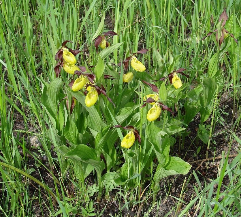 Изображение особи Cypripedium calceolus.