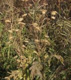 Serratula coronata. Средняя часть плодоносящего растения. Восточный Казахстан, Глубоковский р-н, окр. с. Бобровка. 09.10.2015.