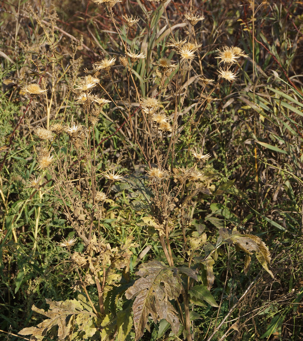 Image of Serratula coronata specimen.
