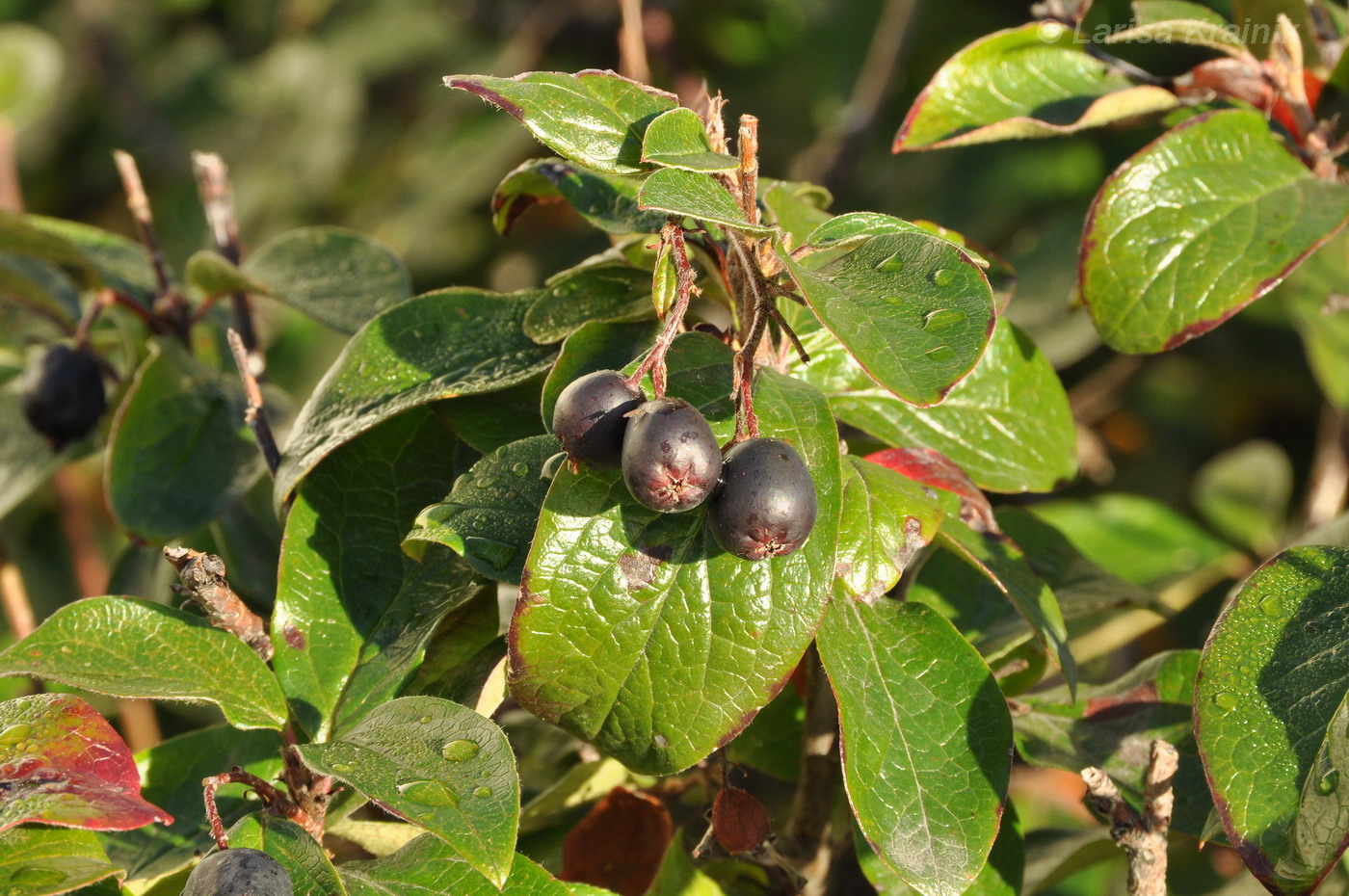 Image of Cotoneaster lucidus specimen.