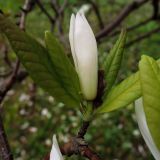 Magnolia × loebneri. Побег с бутоном и листьями. Латвия, Рига, Ботанический сад Латвийского университета, экспозиция магнолий (участок 1). 05.05.2015.